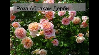 Роза Абрахам Дерби