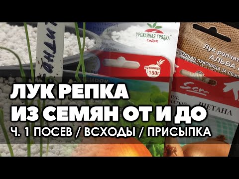 Видео: Как да получите лук от ряпа от семена за един сезон