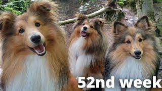 Shetland Sheepdog Puppies 52nd week by Lovin' Mystery 920 views 8 months ago 2 minutes, 17 seconds