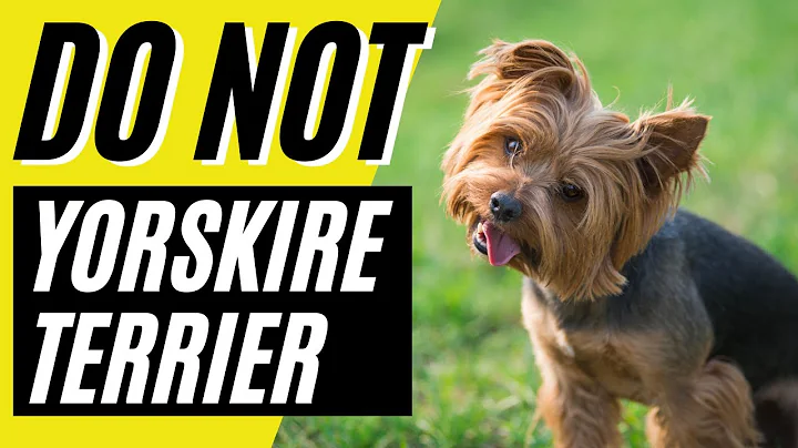 10 Reasons You SHOULD NOT Get a Yorkshire Terrier Yorkie Dog - DayDayNews