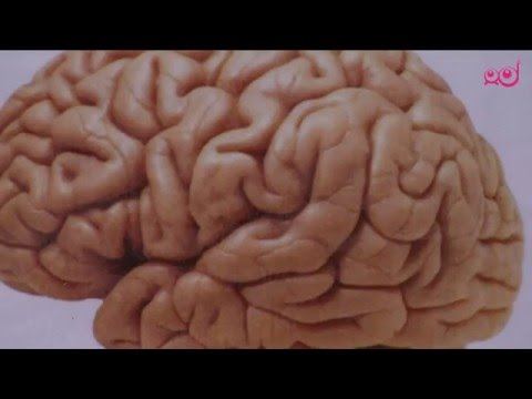 Video: Drobni Možgani Z Datumom PS4 Za Začetek Decembra