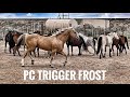 Sending our Sun Frost stallion, Trigger, out with his mares.