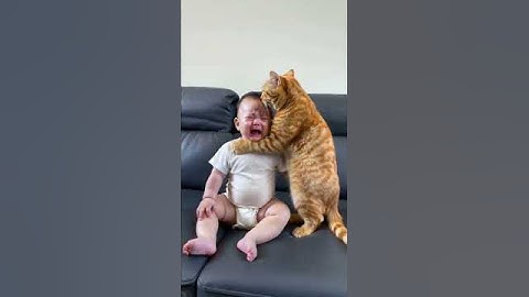Seeing the baby crying, my cat has been comforting him and wiping his tears. What a heart-warming