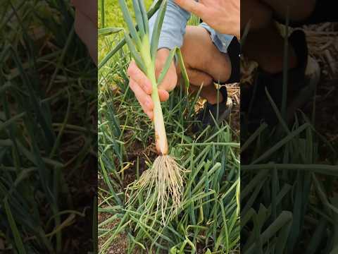 Video: Walking Onion Information - How To Grow egyptisk løk i hagen