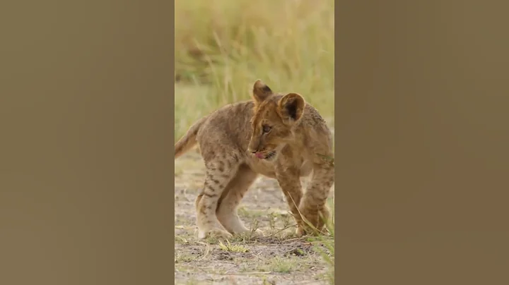 lion cub calling mother