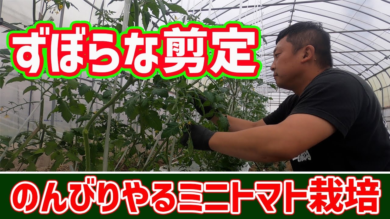 ミニトマト栽培 のんびりゆっくり剪定するかたへ Youtube