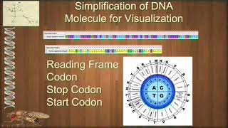 BIOL 6330 Unit 2 5 Genes and the Genetic Code