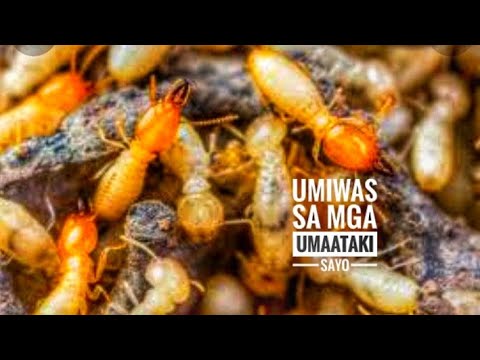 Video: Ano ang ibig sabihin kapag dumagsa ang anay sa iyong bahay?