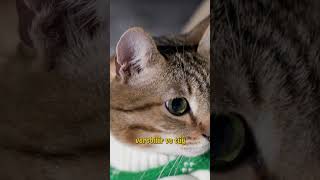 Kediler İçin Kıyafet Giydirmek Doğru Mu?