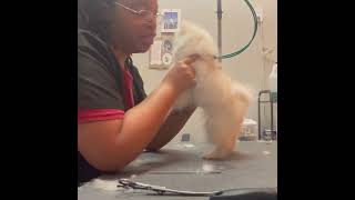 Grooming a Feisty baby Pomeranian by Good Times Grooming 136 views 2 months ago 19 minutes