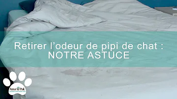 Comment retirer l'odeur de pipi de chat sur un canapé ?