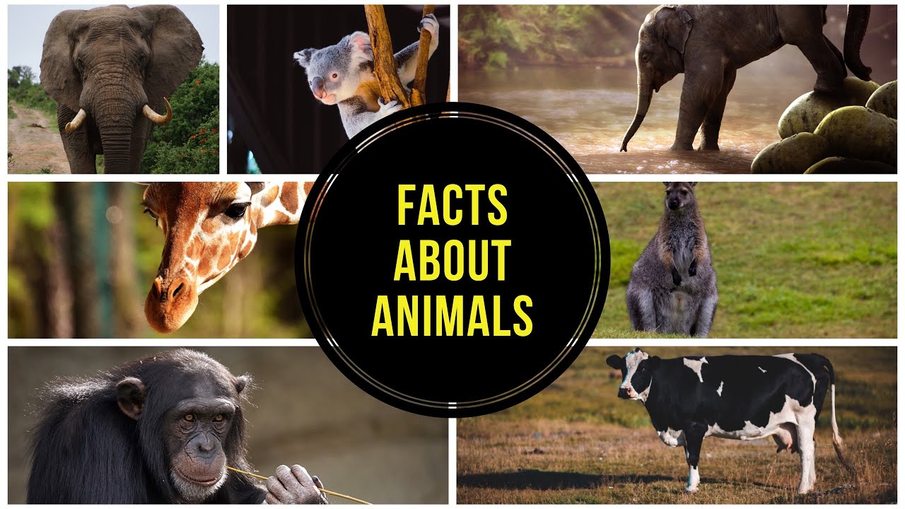 Facts about animals