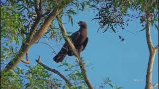 Changeable Hawk-eagle's call