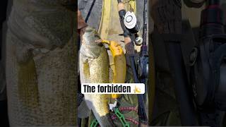 Is A Banana Really Bad Luck While Fishing?