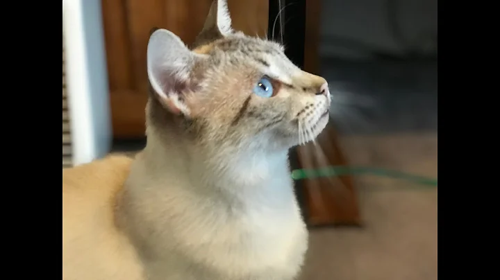 Watch the video about Adopted! Amourette Available for Adoption!