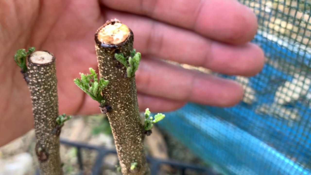 Cara tanam keratan batang pokok kari 