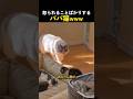 怒られることばかりするパパ猫