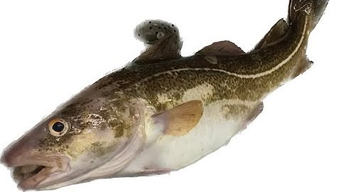 Làm Cá Tuyết | Fish Cutting | Atlantic Cod