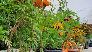 Gardenview And Misc. Is Live Good Evening Everyone