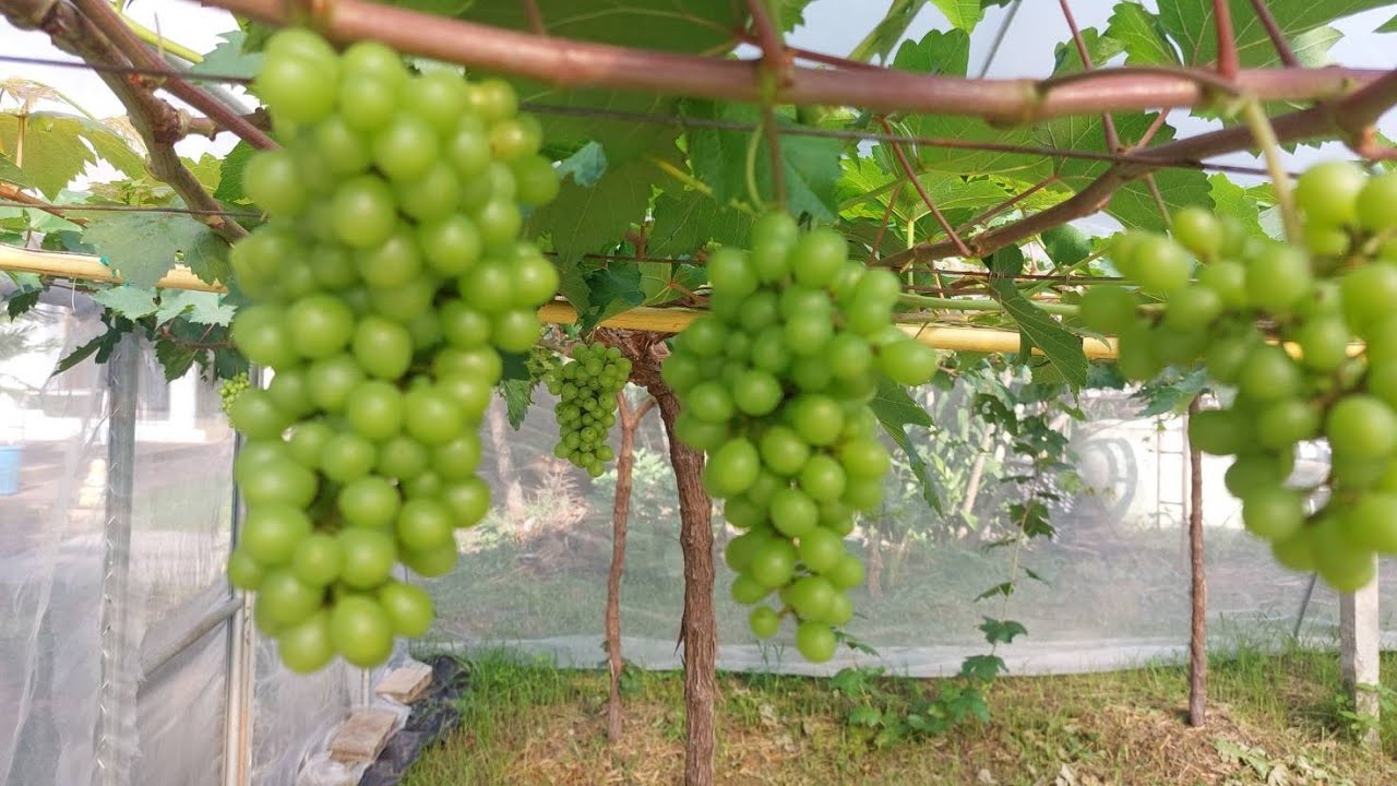 ปลูกองุ่น ไซมัสแคท สการ์ล็อตต้า