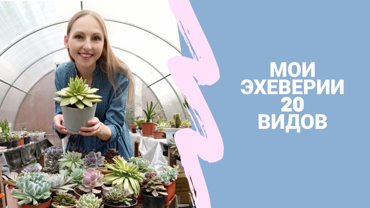 МОИ ЭХЕВЕРИИ: 20 ВИДОВ (СУККУЛЕНТЫ)/ MY ECHEVERIAS (SUCCULENTS)