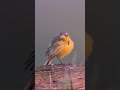 Yellow Wagtail Call Birds Birdsounds Yellow Wagtail Call Birds Birdsounds