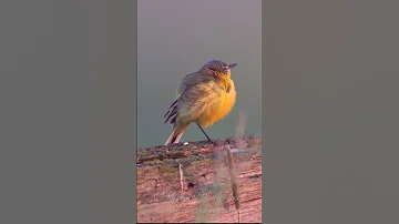 Yellow Wagtail Call Birds Birdsounds 