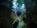Giant electric eel! #aigenerated #bigfish #bigfish #divertente #diving #fish #sea #seamonster