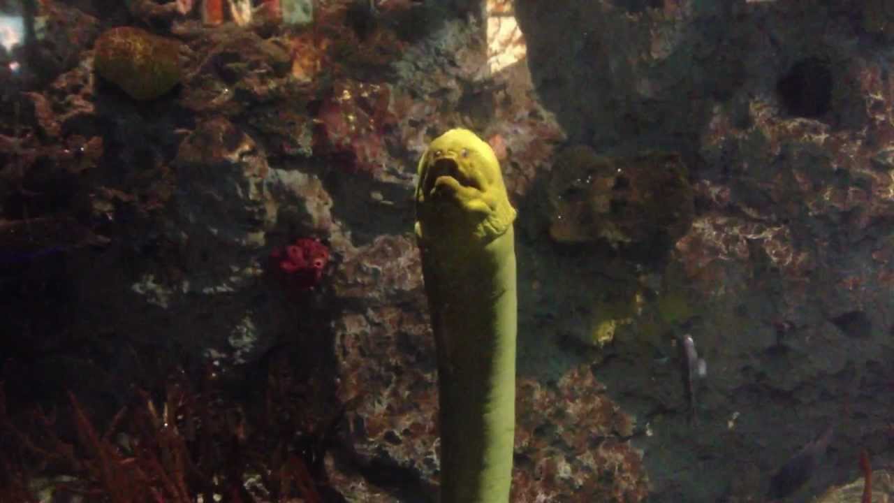 Green Moray Eel at the National Aquarium in Baltimore, MD YouTube