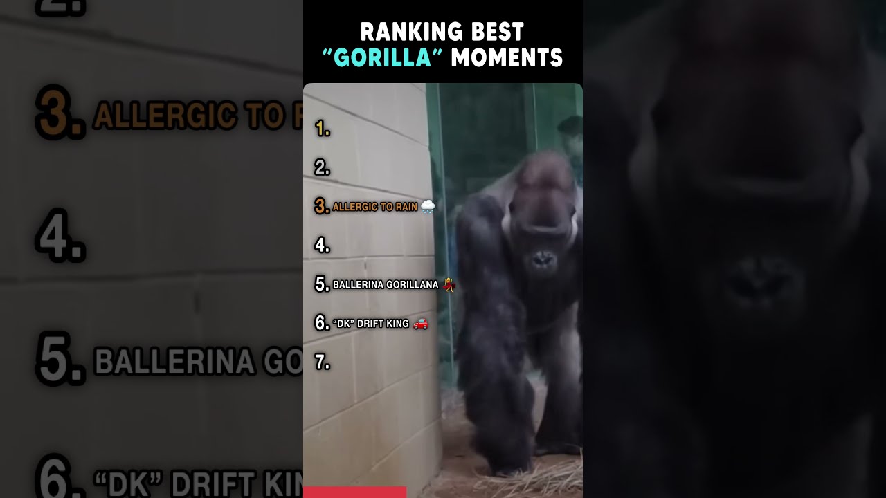 Ranking Best Gorilla Moments