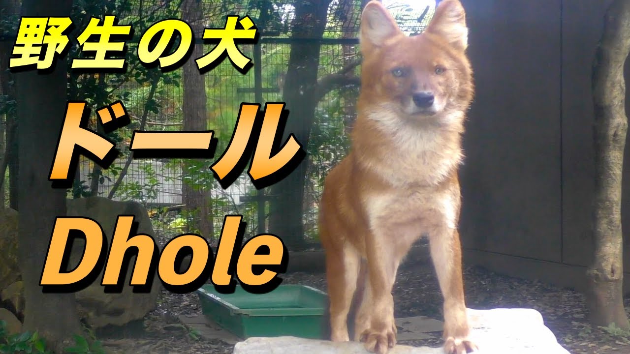 野生の犬 ドールの生態 オオカミでもキツネでもない かわいい鳴き声をした優秀なハンター Dhole Youtube