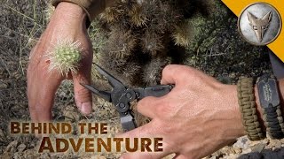 Information Brave Wilderness | Ouch! Jumping Cactus Attack! Guide
