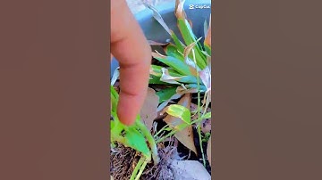 new gardener harvesting ginger for the first time
