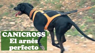 DOGS: Best harness for canicross