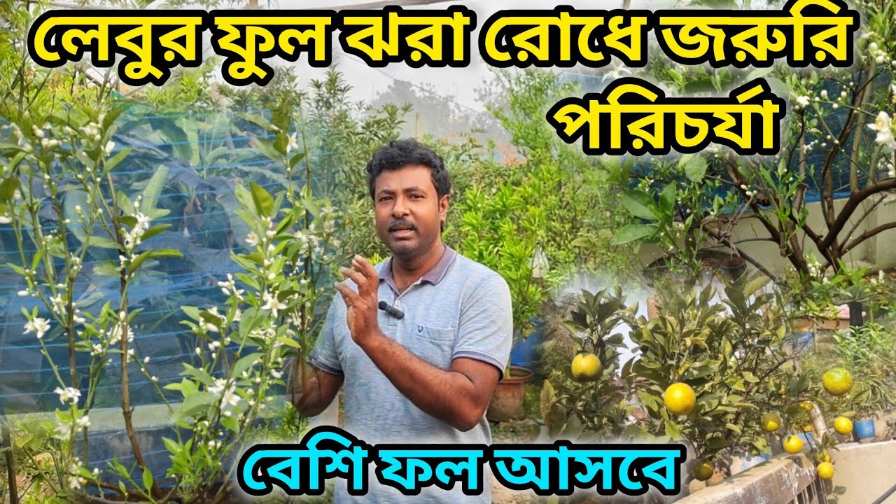 লেবুর ফুল ঝরা রোধে জরুরি ও কার্যকরী পরিচর্যা।care of citrus flower . 