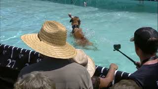 Dog Sports: Dog Diving & Fetch Competition Presented by Pro Plan