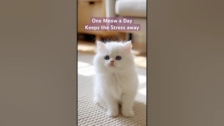 Video 11580441: persian kitten meowing, tiny persian kitten, cutest persian kitten, white persian kitten, cat