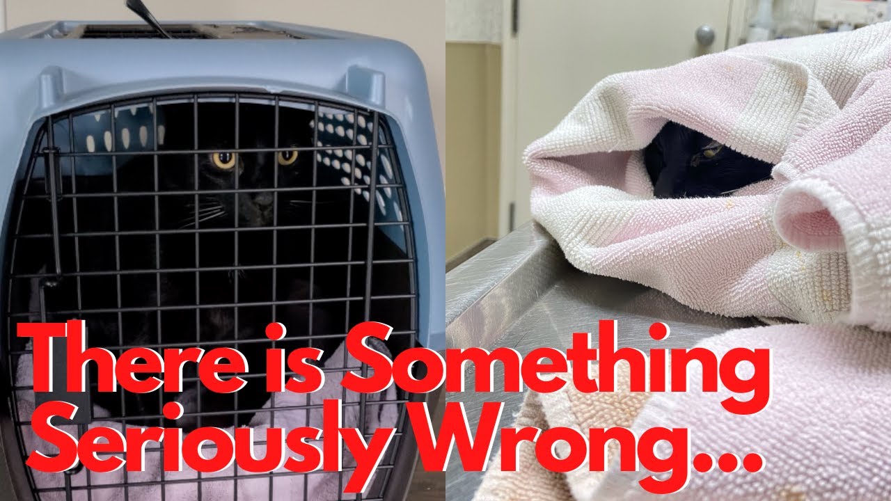 Toothless goes to the VET!!