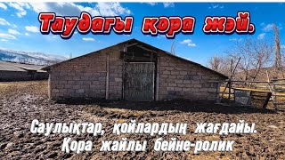 Қозылы қой қорадағы. Шымкент мал базар. Каратас мал базар. Қаратас мал базар