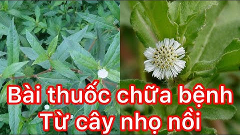 BÀI THUỐC CHỮA BỆNH TỪ CÂY NHỌ NỒI /  cây nọ nồi có tác dụng gì