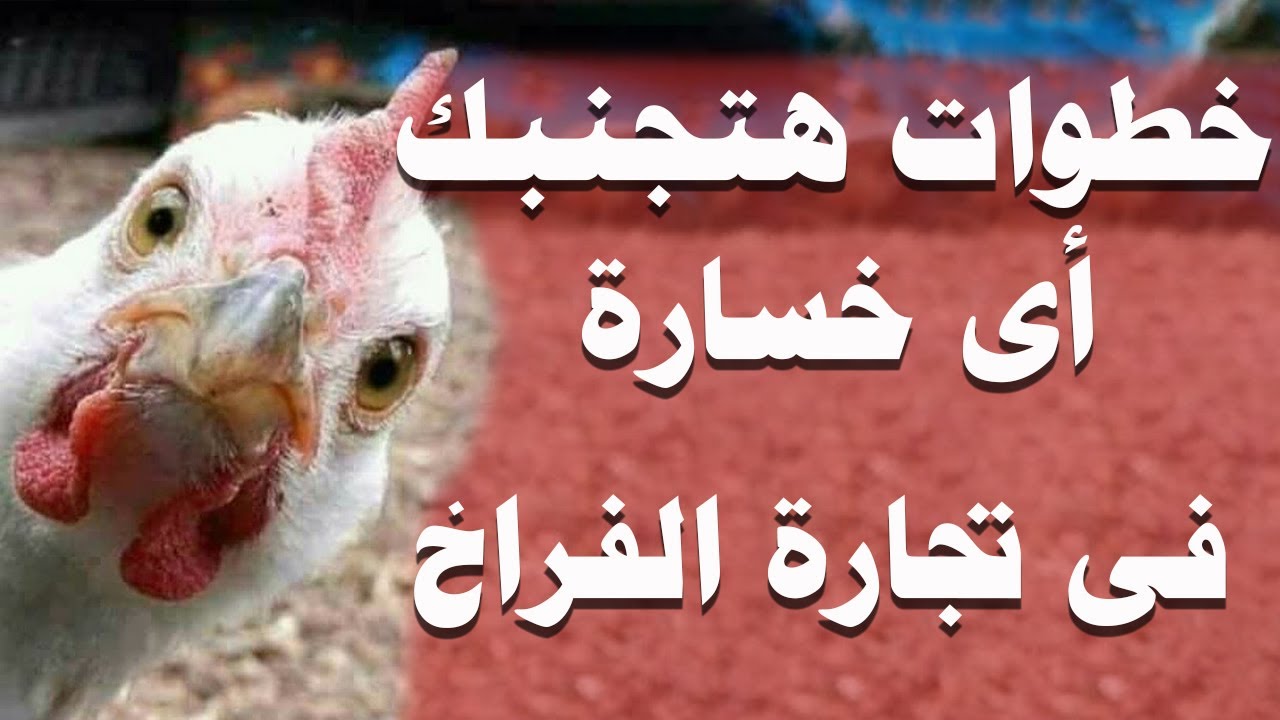 تحذير خطير لو بتفكر تفتح محل فراخ او عندك محل فراخ ازاي تتجنب أسباب الخسارة فى الفراخ