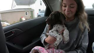 German Shorthaired Pointer from Puppy to 1 Year Old