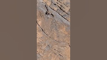 snow leopard Falling ibex #shorts #short #youtubeshorts #trending #viralvideo