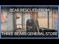 Sevierville, TN Bear Rescue