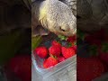 #turtle #cuteanimals #tortoise #love #asmr #eatwithme #strawberry #eating #food