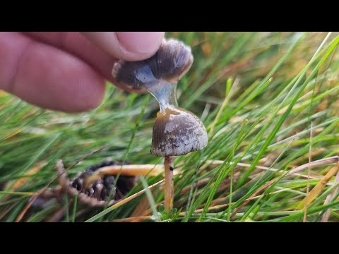 वीडियो: Psilocybe semilanceolate: विवरण और आवास