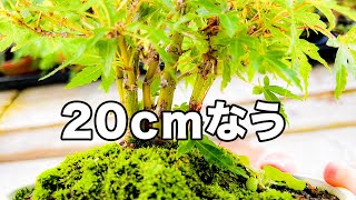 【見納め】来年１０ｃｍ以下に切り戻す予定の山もみじ、今の姿を整えてからこの樹高最後の紅葉を待つことにした