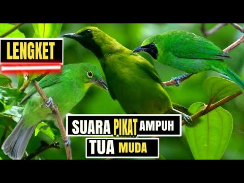 PIKAT CUCAK IJO PALING AMPUH || KOMBINASI SUARA BURCIL RIBUT AOUTO LENGKET ||