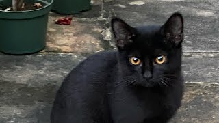 Cutest Solid Black Kitten!