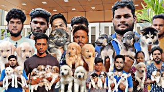 Native Breeds | French Bulldog | Husky |All types of Breeds Available in Chennai Broadway Pet Market